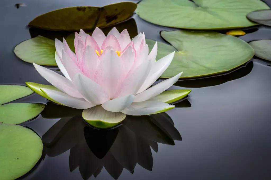 3HO yoga association - project image